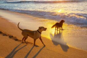 cane in spiaggia