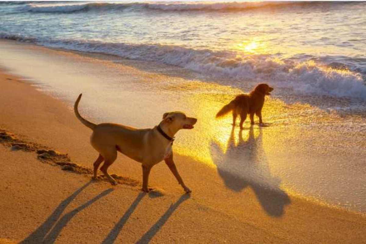 Portare il cane in spiaggia è legale ma fai attenzione a queste regole o passerai dei guai seri