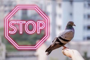 piccione sul balcone e scritta stop in. rosso