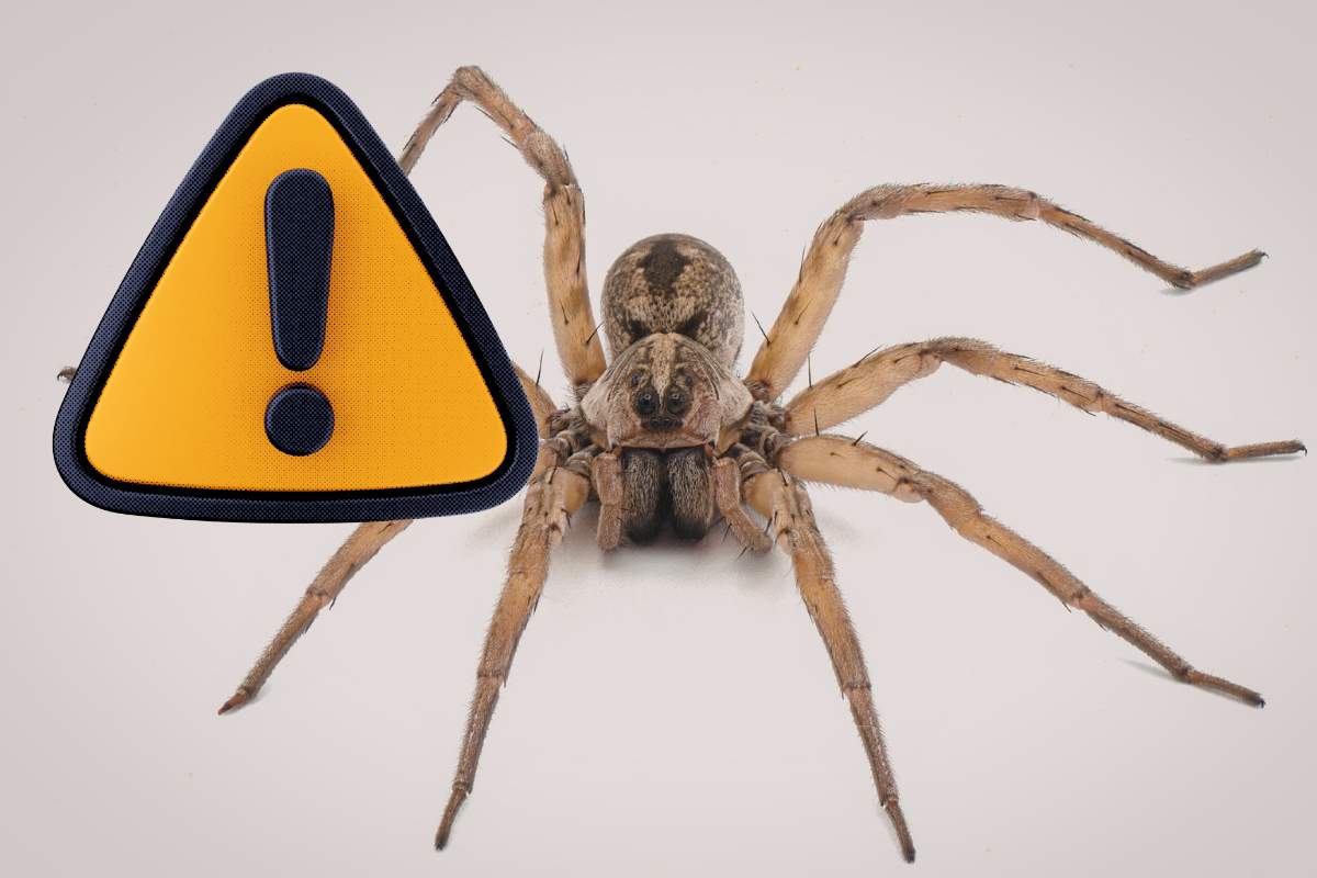 ragno violino e simbolo attenzione giallo con bordi neri